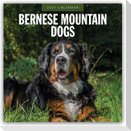 Bernese Mountain Dog - Berner Sennenhund 2027 - 16-Monatskalender