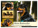 Mein Rottweiler. Nervenstarker Gebrauchs- und Begleithund (Wandkalender 2024 DIN A4 quer), CALVENDO Monatskalender