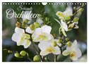 Schönste Orchideen (Wandkalender 2024 DIN A4 quer), CALVENDO Monatskalender