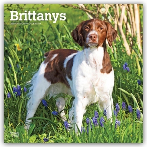 Publishers, Browntrout. Brittanys - Bretonischer Vorstehhund 2027 - 16-Monatskalender - Original BrownTrout-Kalender [Mehrsprachig] [Kalender]. Browntrout Verlags GmbH, 2026.