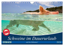 Schweine im Dauerurlaub auf den Bahamas! (Wandkalender 2024 DIN A4 quer), CALVENDO Monatskalender