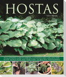 Hostas