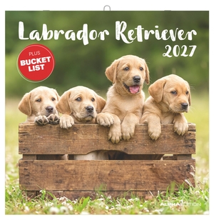Neumann Verlage GmbH & Co KG (Hrsg.). Labrador Retriever 2027 - Wandkalender 30x30 cm (30x60 cm geöffnet) mit Notizkalendarium, 12 Hundefotografien und Bucket-List. Neumann Verlage GmbH & Co, 2026.
