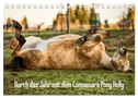 Durch das Jahr mit dem Connemara Pony Holly (Tischkalender 2024 DIN A5 quer), CALVENDO Monatskalender
