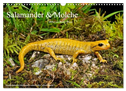 Salamander und Molche (Wandkalender 2025 DIN A3 quer), CALVENDO Monatskalender