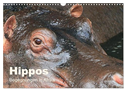 Hippos - Begegnungen in Afrika (Wandkalender 2025 DIN A3 quer), CALVENDO Monatskalender