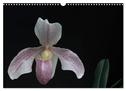 Frauenschuhe - die schönsten Orchideen der Welt (Wandkalender 2025 DIN A3 quer), CALVENDO Monatskalender