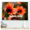 Dahlia - Dahlien (hochwertiger Premium Wandkalender 2025 DIN A2 quer), Kunstdruck in Hochglanz