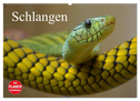 Schlangen (Wandkalender 2025 DIN A2 quer), CALVENDO Monatskalender