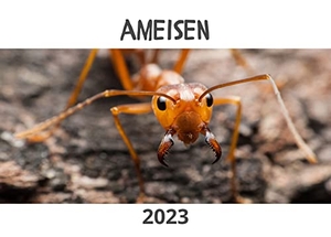 Hübsch, Bibi. Ameisen - Kalender 2023. 27Amigos, 2022.