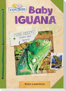 Baby Iguana