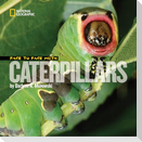 Face to Face with Caterpillars