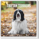 Tibetan Terriers - Tibet Terrier 2027 - 16-Monatskalender