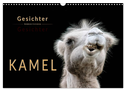 Kamel Gesichter (Wandkalender 2024 DIN A3 quer), CALVENDO Monatskalender