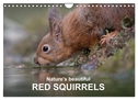 Nature's beautiful red squirrels (Wall Calendar 2025 DIN A4 landscape), CALVENDO 12 Month Wall Calendar