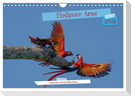 Hellrote Aras (Wandkalender 2025 DIN A4 quer), CALVENDO Monatskalender
