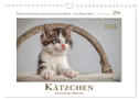 Kätzchen-Kalender mit Sprüchen (Wandkalender 2024 DIN A4 quer), CALVENDO Monatskalender