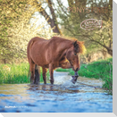 Ponys 2025 - Broschürenkalender 30x30 cm (30x60 geöffnet) - Kalender mit Platz für Notizen - Ponies - Bildkalender - Wandplaner - Pferdekalender