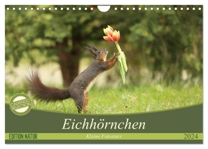 Cerny, Birgit. Eichhörnchen - Kleine Fotostars (Wandkalender 2024 DIN A4 quer), CALVENDO Monatskalender - Kleine Fotostars aus Regensburg. Calvendo, 2023.
