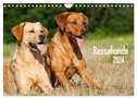 Rassehunde (Wandkalender 2024 DIN A4 quer), CALVENDO Monatskalender