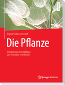 Die Pflanze