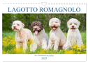 Lagotto Romagnolo - Der Trüffelhund aus Italien (Wandkalender 2025 DIN A4 quer), CALVENDO Monatskalender