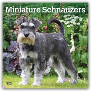 Publishers, Browntrout. Miniature Schnauzers - Zwergschnauzer 2027 - 16-Monatskalender - Original BrownTrout-Kalender [Mehrsprachig] [Kalender]. Browntrout Verlags GmbH, 2026.