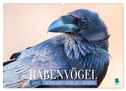 Rabenvögel: Schwarz, schlau, schön (Wandkalender 2025 DIN A2 quer), CALVENDO Monatskalender