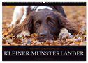 Faszination Jagdhund - Kleiner Münsterländer (Wandkalender 2024 DIN A2 quer), CALVENDO Monatskalender