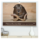 Meerschweinchen - Kleine süße Fellnasen (hochwertiger Premium Wandkalender 2025 DIN A2 quer), Kunstdruck in Hochglanz