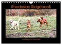 Rhodesian Ridgeback unterwegs mit Freunden (Wandkalender 2025 DIN A4 quer), CALVENDO Monatskalender