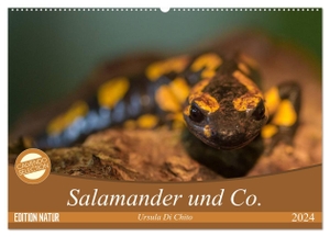 Di Chito, Ursula. Salamander und Co. (Wandkalender 2024 DIN A2 quer), CALVENDO Monatskalender - Salamander und andere Tiere in Feuchtgebieten. Calvendo Verlag, 2023.