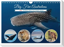 Big Five Australiens Buckelwal, Walhai, Orca, Quokka,Känguru (Wandkalender 2024 DIN A4 quer), CALVENDO Monatskalender