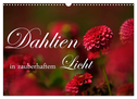 Dahlien in zauberhaftem Licht (Wandkalender 2025 DIN A3 quer), CALVENDO Monatskalender