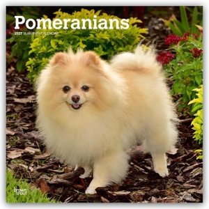 Publishers, Browntrout. Pomeranians - Spitz 2027 - 16-Monatskalender - Original BrownTrout-Kalender [Mehrsprachig] [Kalender]. Browntrout Verlags GmbH, 2026.