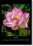 Pflanzen und Blüten 2020 Fotokalender DIN A3