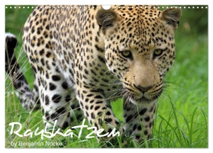 Nocke, Benjamin. Raubkatzen (Wandkalender 2024 DIN A3 quer), CALVENDO Monatskalender - Die faszinierende Welt der Großkatzen. Löwen, Leoparden, Tiger und Geparden. Calvendo Verlag, 2023.