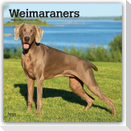 Weimaraners - Weimaraner 2027 - 16-Monatskalender