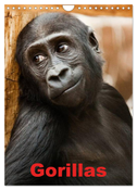 Gorillas (Wandkalender 2024 DIN A4 hoch), CALVENDO Monatskalender