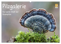 Pilzgalerie - Die bunte Welt der Baumpilze (Wandkalender 2024 DIN A2 quer), CALVENDO Monatskalender