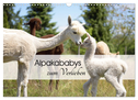 Alpakababys zum Verlieben (Wandkalender 2025 DIN A3 quer), CALVENDO Monatskalender