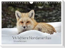 Wildtiere Nordamerikas (Wandkalender 2024 DIN A4 quer), CALVENDO Monatskalender