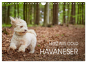 Havaneser - Herz aus Gold (Wandkalender 2024 DIN A4 quer), CALVENDO Monatskalender