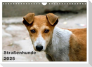 Straßenhunde (Wandkalender 2025 DIN A4 quer), CALVENDO Monatskalender