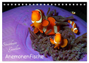 Anemonenfische - Streitbare Gesellen (Tischkalender 2024 DIN A5 quer), CALVENDO Monatskalender