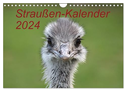 Straußen-Kalender 2024 (Wandkalender 2024 DIN A4 quer), CALVENDO Monatskalender