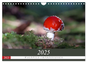Waldpilz-Impressionen (Wandkalender 2025 DIN A4 quer), CALVENDO Monatskalender