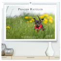 Prager Rattler - Black and Tan - Kleine Hunde ganz groß (hochwertiger Premium Wandkalender 2024 DIN A2 quer), Kunstdruck in Hochglanz
