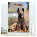 Malinois verlässliche Begleiter (hochwertiger Premium Wandkalender 2024 DIN A2 hoch), Kunstdruck in Hochglanz