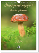 Champignons magiques - Beautés éphémères (Calendrier mural 2026 DIN A4 horizontal), CALVENDO calendrier mensuel